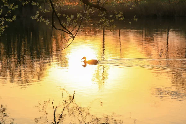 Regensburg Germany Wild Duck Swimming Golden Lake While Sunset Reflecting — Stock Photo, Image