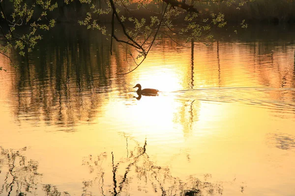 레겐스부르크 황금빛 호수에서 헤엄치는 물새의 실루엣이 새겨진 미니멀리즘적 — 스톡 사진