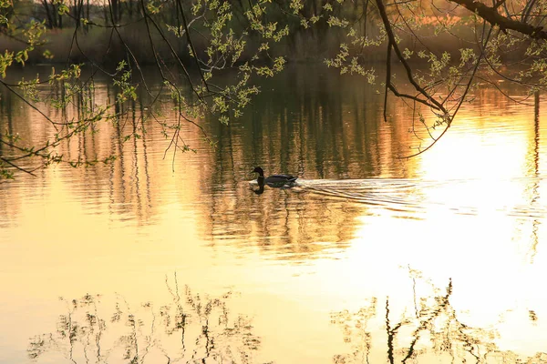 Regensburg Germany Wild Duck Swimming Golden Lake While Sunset Reflecting — Stock Photo, Image