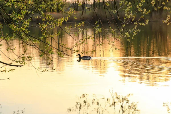 Ratisbona Alemania Pato Salvaje Nadando Lago Dorado Mientras Puesta Sol —  Fotos de Stock