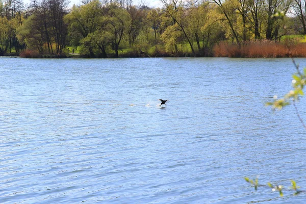 Regensburg, Almanya: suda koşan ve kalkış yapan vahşi ördek