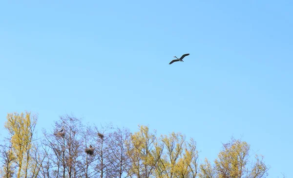 Regensburg Németország Grey Heron Bird Ardea Cinerea Flying Danube River — Stock Fotó