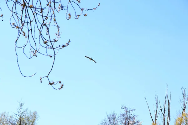 德国雷根斯堡 灰鲱鱼鸟Ardea Cinerea在多瑙河附近飞行 — 图库照片