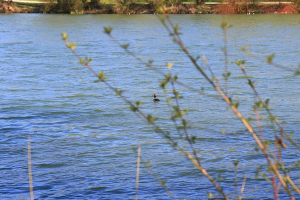 Ratisbona Germania Grande Uccello Crestato Che Galleggia Sul Fiume Danubio — Foto Stock
