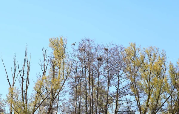 Ratisbonne Allemagne Oiseau Héron Gris Ardea Cinerea Volant Près Danube — Photo