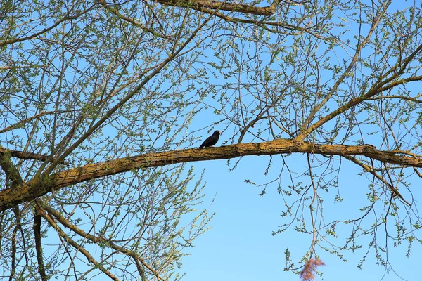 Регенсбург Німеччина Звичайний Чорний Птах Turdus Merula Сидить Гілці Дерева — стокове фото