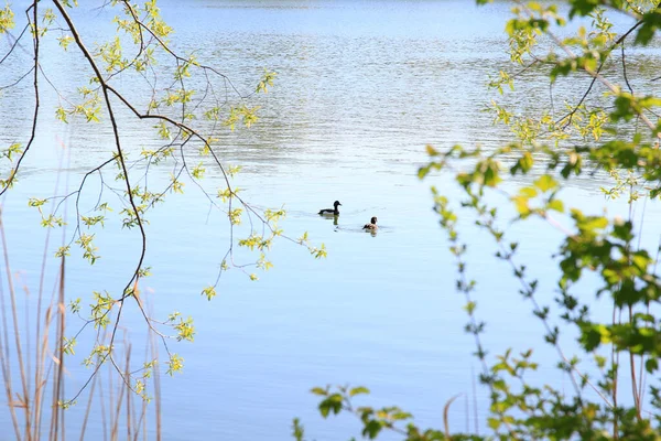 Ratisbonne Allemagne Canards Tuffés Flottant Sur Lac Près Danube — Photo