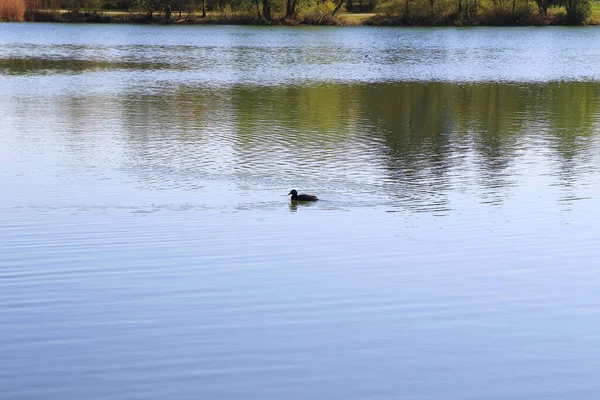 Regensburg Germany Portrait Coot Duck Fulica Atra Bird Swimming Danube — Stock Photo, Image