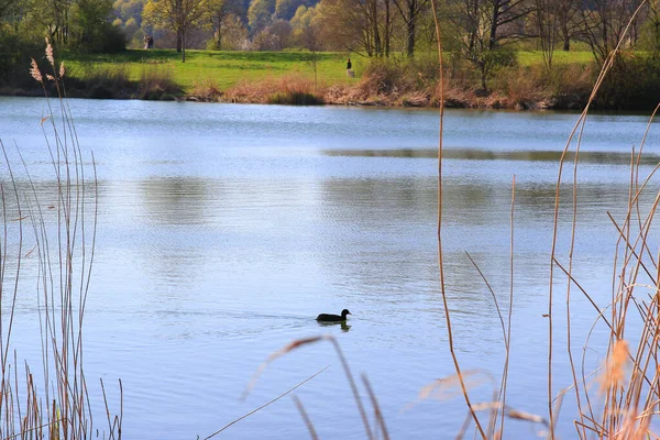 Regensburg Alemanha Retrato Pássaro Pato Fulica Atra Nadando Rio Danúbio — Fotografia de Stock