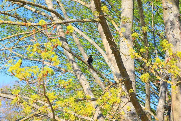 Регенсбург Німеччина Звичайний Чорний Птах Turdus Merula Сидить Гілці Дерева — стокове фото