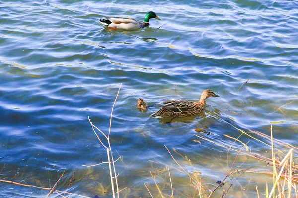 Regensburg, Germany: a pair of ducks with chicken are floating on Danube river