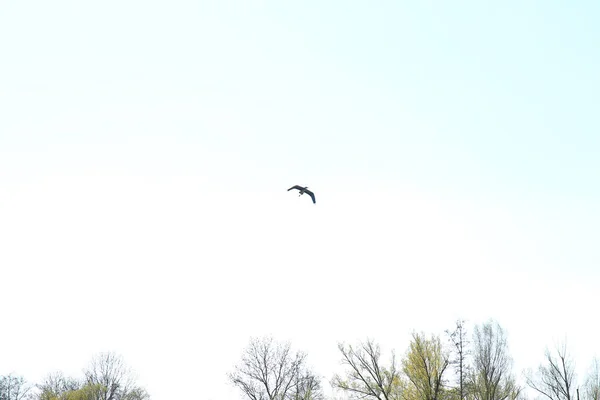 Regensburg Německo Grey Heron Bird Ardea Cinerea Flying Danube River — Stock fotografie