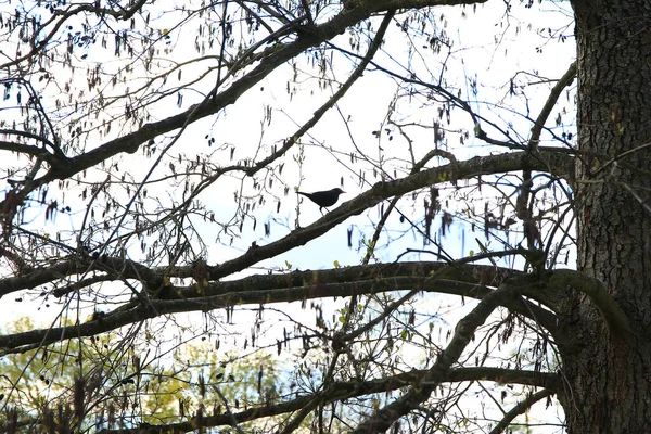 Регенсбург Німеччина Звичайний Чорний Птах Turdus Merula Сидить Гілці Дерева — стокове фото