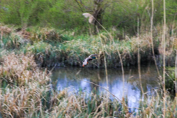 Ratisbona Alemania Patos Voladores Sobre Pantano Cerca Danubio Rivr — Foto de Stock