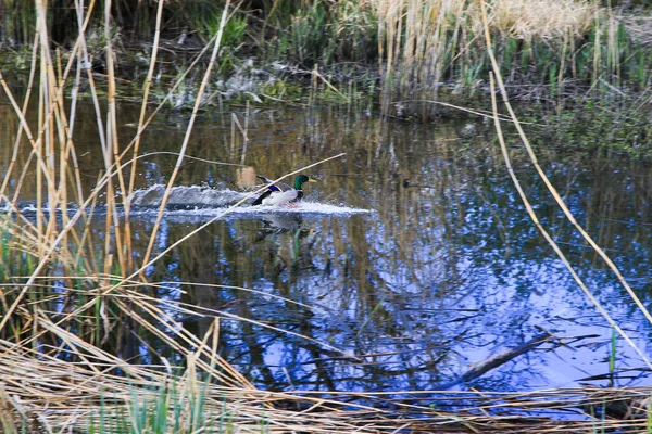 Ratisbona Alemania Patos Voladores Sobre Pantano Cerca Danubio Rivr — Foto de Stock
