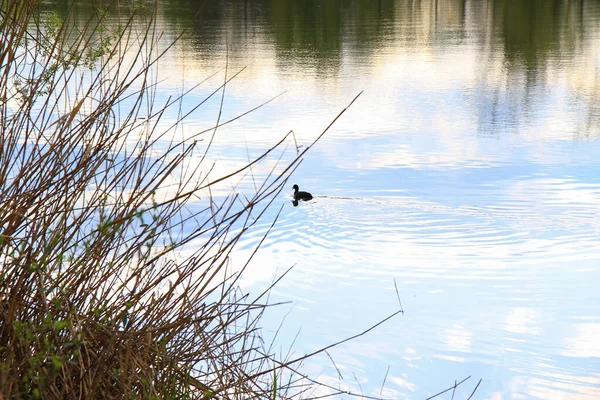 Regensburg, Almanya: Tuna Nehri üzerinde yüzen ördek portresi (Fulica atra)