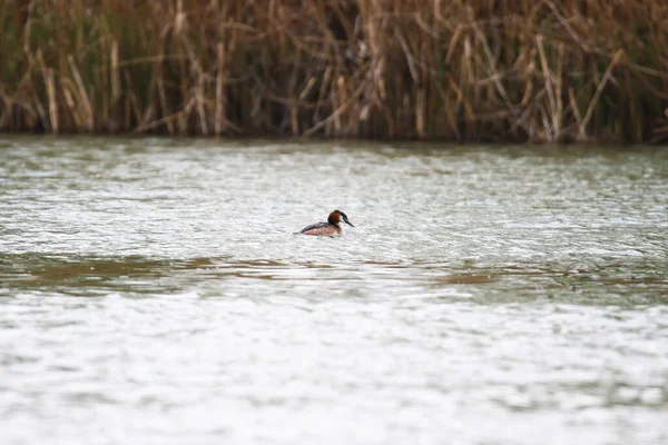 Regensburg Haubentaucher Treibt Auf Der Donau — Stockfoto