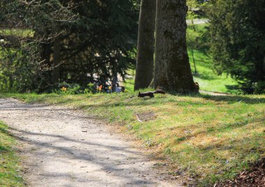 Regensburg, Almanya: Meraklı Avrasya kırmızı sincabı (Sciurus vulgaris) parkta yerde yiyecek arıyor