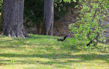Regensburg, Almanya: Meraklı Avrasya kırmızı sincabı (Sciurus vulgaris) parkta yerde yiyecek arıyor