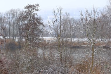 Regensburg, Almanya: Göl kenarında soğuk bir kış gününde çıplak bir ağaçta beyaz kar dalları