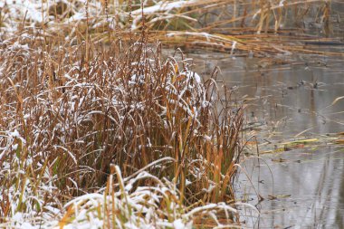 Regensburg, Almanya: Göl kenarında soğuk bir kış gününde çıplak bir ağaçta beyaz kar dalları