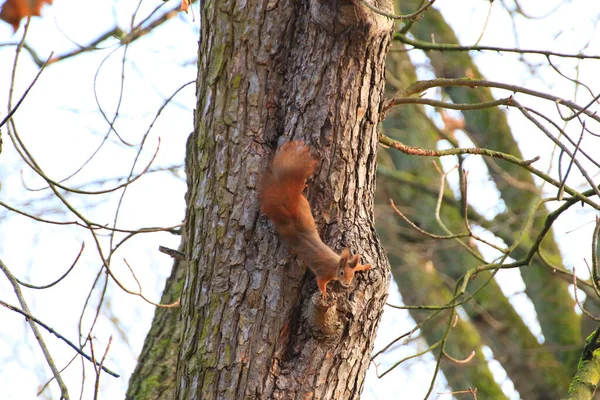 Regensburg Alemanha Esquilo Vermelho Curioso Espreitando Atrás Tronco Árvore — Fotografia de Stock
