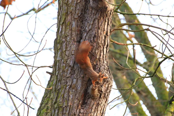 Ratisbonne Allemagne Curieux Écureuil Roux Regardant Derrière Tronc Arbre — Photo