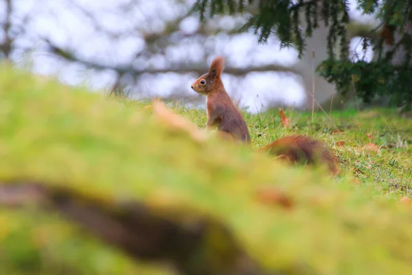 Regensburg Německo Zvědavá Euroasijská Červená Veverka Sciurus Vulgaris Parku Hledající — Stock fotografie