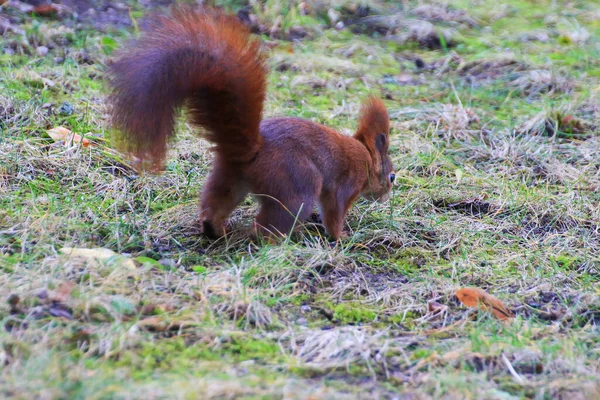 ドイツのレーゲンスブルク 地面に食べ物を探している公園で好奇心をそそるユーラシア赤リス Sciurus Valgaris — ストック写真