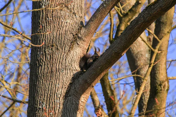 Regensburg Alemanha Esquilo Vermelho Curioso Espreitando Atrás Tronco Árvore — Fotografia de Stock