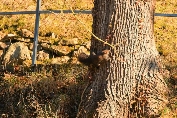 Ratisbonne Allemagne Curieux Écureuil Roux Regardant Derrière Tronc Arbre — Photo