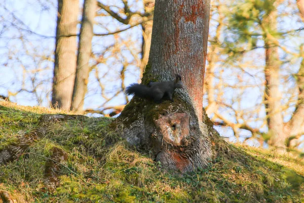 Regensburg Tyskland Nyfiken Eurasisk Röd Ekorre Sciurus Vulgaris Parken Söker — Stockfoto