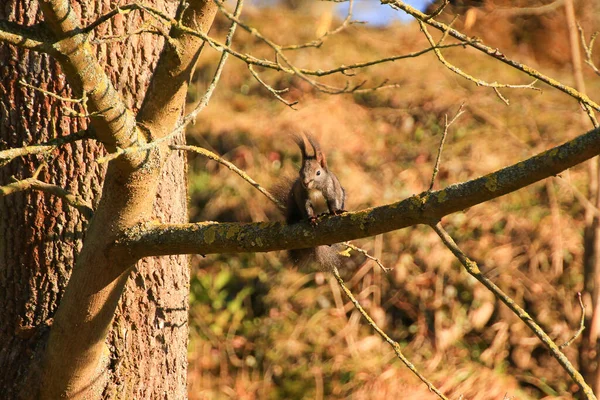 Ratisbonne Allemagne Curieux Écureuil Roux Regardant Derrière Tronc Arbre — Photo