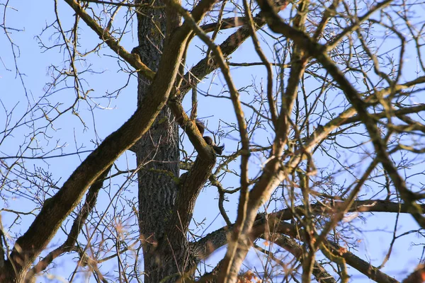 Regensburg Neugieriges Rotes Eichhörnchen Guckt Hinter Den Baumstamm — Stockfoto