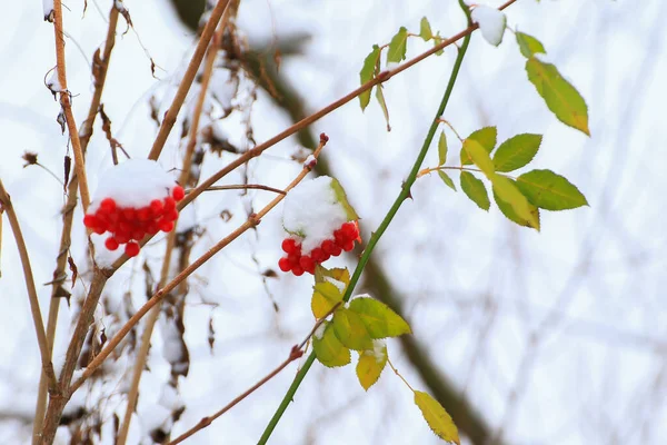 Regensburg Duitsland Rode Oranje Bessen Aan Een Boom Winter — Stockfoto