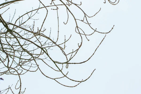 德国雷根斯堡 寒冷的冬日 白雪覆盖在光秃秃的树枝上 — 图库照片