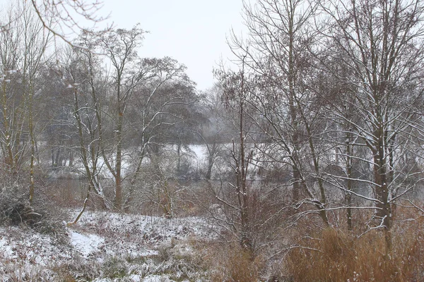 Regensburg Duitsland Witte Sneeuw Een Kale Boomtak Een Ijzige Winterdag — Stockfoto