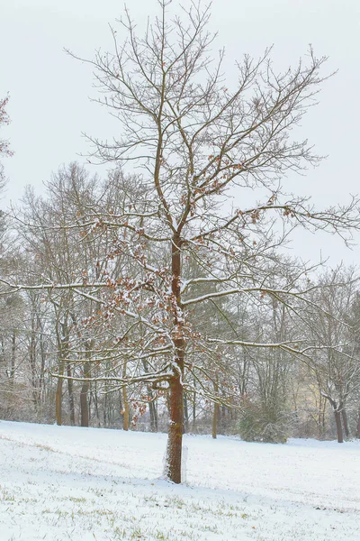 Ratisbona Alemania Nieve Blanca Las Ramas Árbol Desnudo Día Helado — Foto de Stock