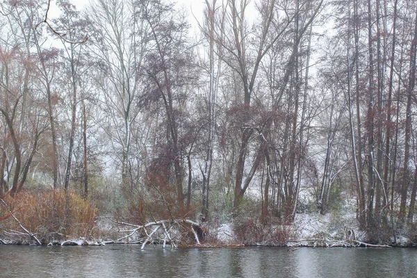 Regensburg Alemanha Neve Branca Galhos Uma Árvore Nua Dia Gelado — Fotografia de Stock