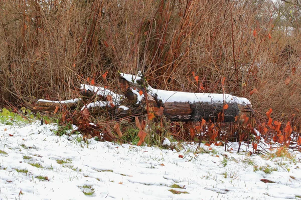 Ratisbona Alemania Pila Madera Cubierta Primera Nieve — Foto de Stock