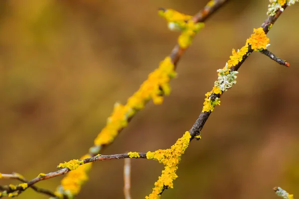 Regensburg, Germany:  yellow moss on the branches