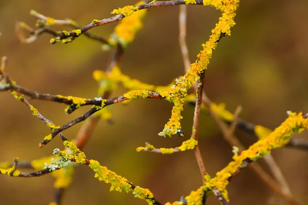 Regensburg Germany Yellow Moss Branches — Stock Photo, Image