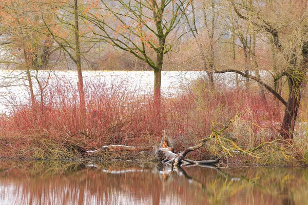Ratisbona Alemania Las Ramas Los Árboles Sobresalen Bajo Agua Invierno — Foto de Stock