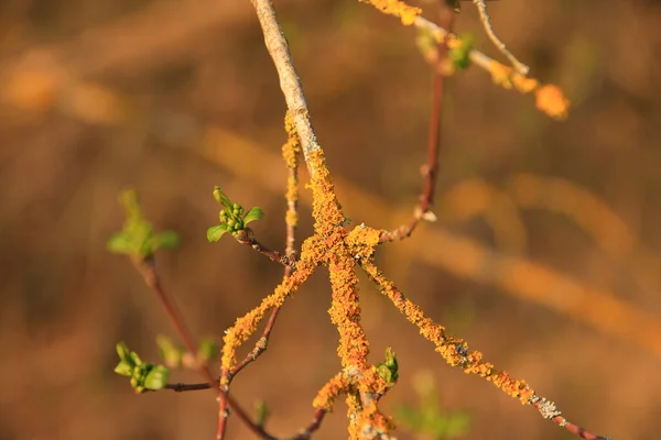 ドイツのレーゲンスブルク 枝に黄色の苔 — ストック写真