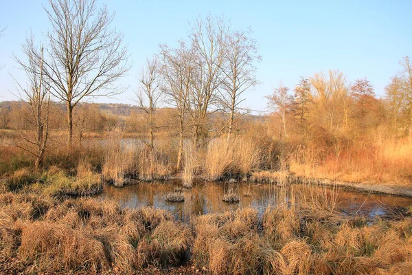 Regensburg Alemanha Lago Outono Com Juncos Secos — Fotografia de Stock