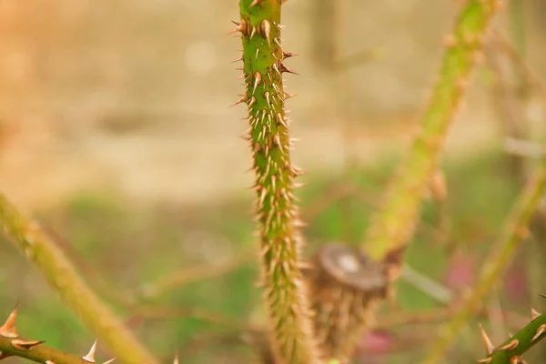 Regensburg Germany Thorny Dog Rose Branches Green Wild Rose Branch — Stock Photo, Image