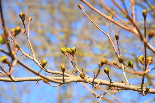 ドイツのレーゲンスブルク 新鮮な芽を持つ木の小枝 — ストック写真