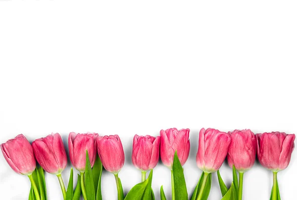 핑크 튤립은 흰색 배경에 꽃이 핀다. 콘셉트 - 국제 여성의 날, 생일, 행복 한 엄마의 날, 기쁜 놀라움, 봄, 봄의 꽃들에 대한 축하 스톡 이미지