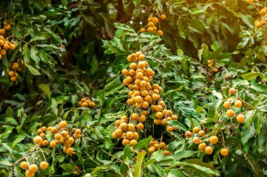 Longan meyve bahçeleri - Tayland tropikal meyve genç longan