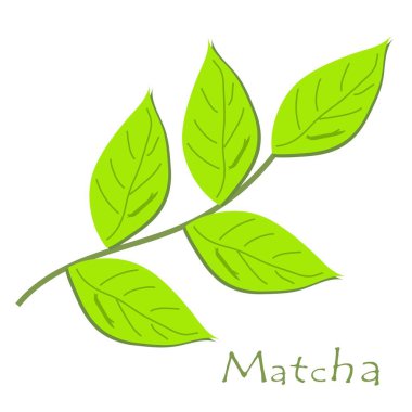 Match. Branch with green matcha leaves. Cooking ingredients, baking and tea. Vector illustration .
